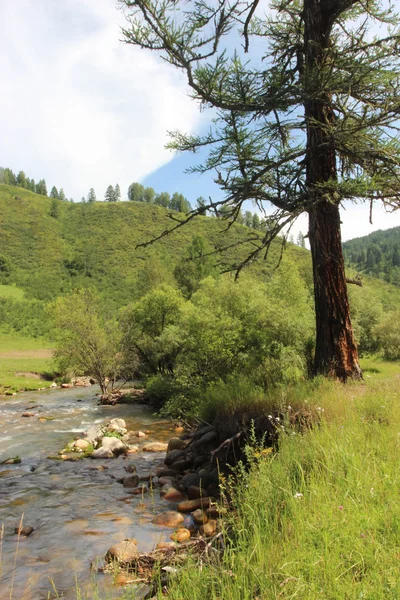 Small River in Summer — Stock Photo, Image