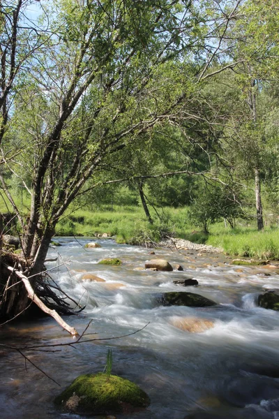 Pequeño río en verano — Foto de Stock