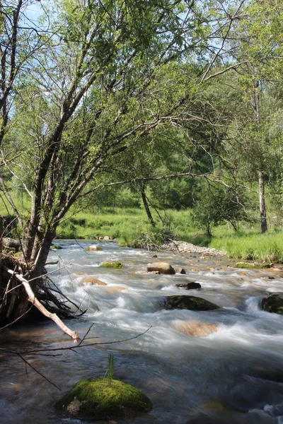 Small River in Summer — Stock Photo, Image