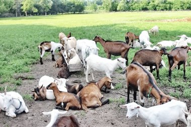 Goat Herd Summer in the meadow home