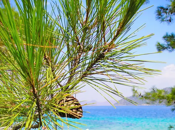 Πράσινο φυτό — Φωτογραφία Αρχείου