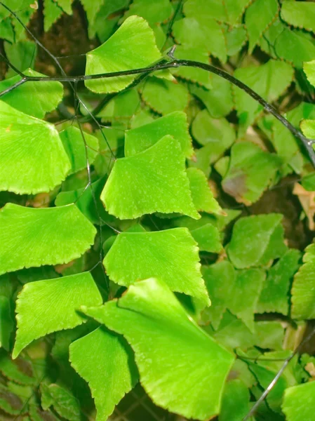 Bitki yeşil — Stok fotoğraf