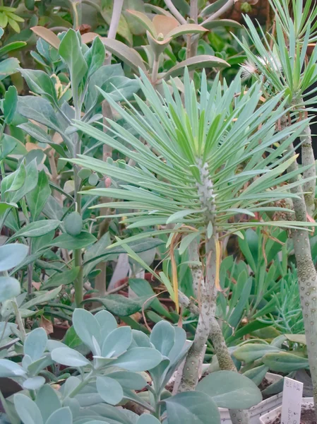 Planta verde — Fotografia de Stock