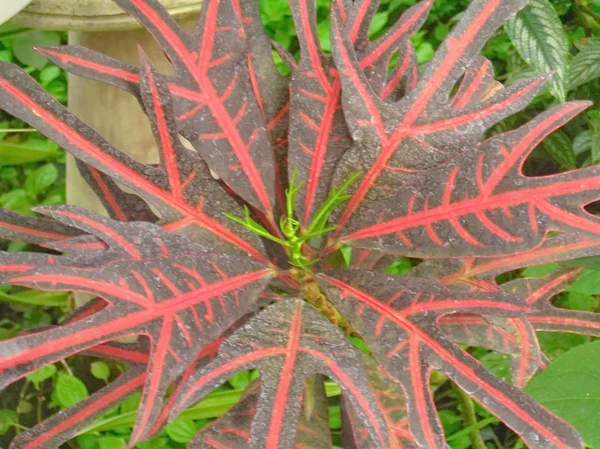 식물 그린 — 스톡 사진