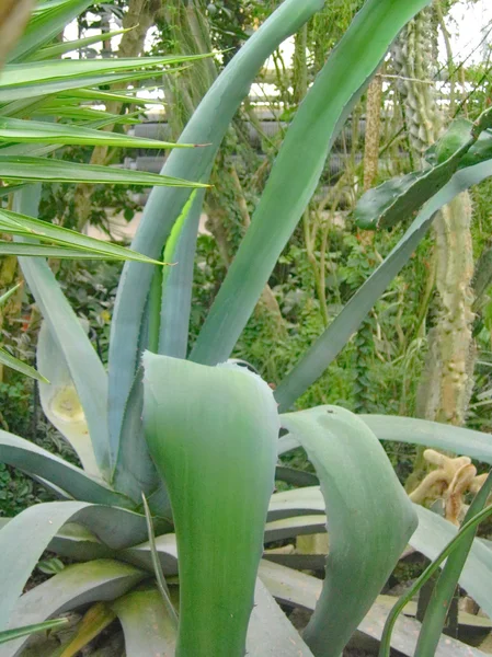 Planta verde — Fotografia de Stock