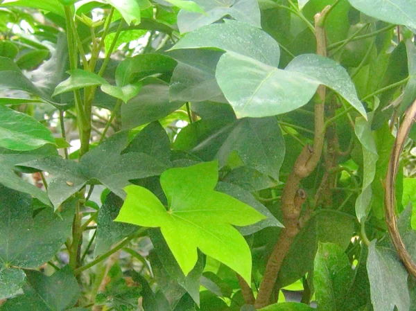 Zelené rostliny — Stock fotografie