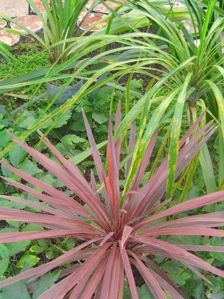 Planta verde — Fotografia de Stock