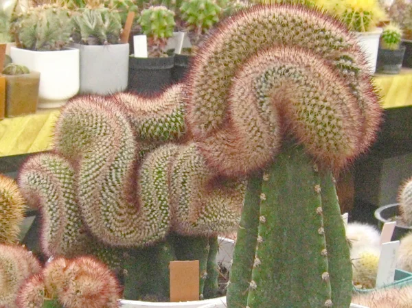 Cactus stekelig — Stockfoto