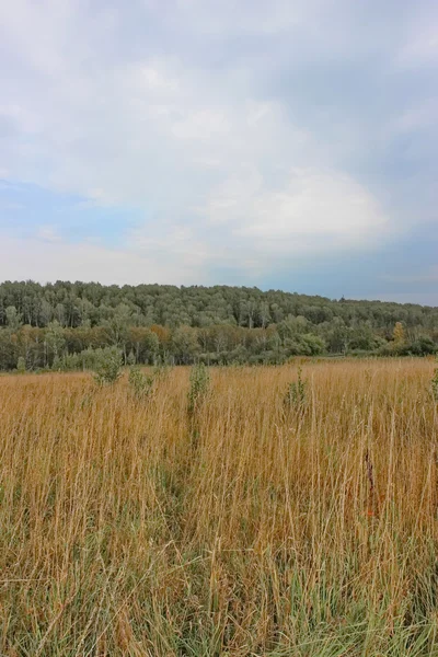 Autumn Field — Stock Photo, Image