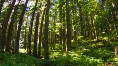 Oregon yemyeşil orman