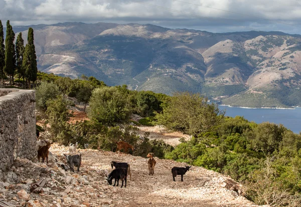 Dağ Ithaca Yunan Adası üzerinde otlatma keçi sürüsü