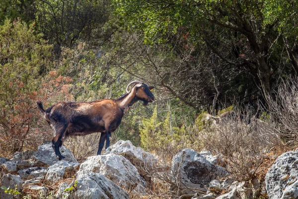 Ithaca Island buzlu dağ keçisi ayakta