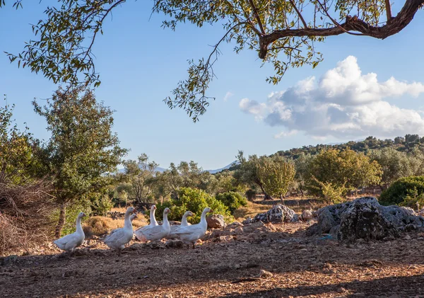 Kazlar zeytin ağaçları arasında bir toprak yol üzerinde yetiştirilir