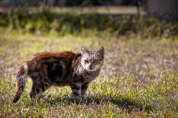 Vahşi kedi çimenlerin üzerinde olduğunu