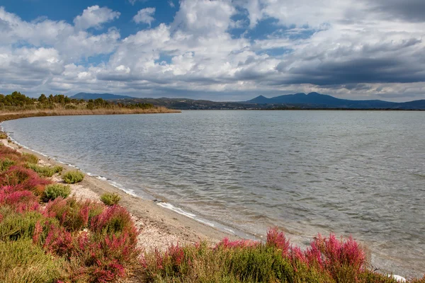 Heather körfezin kıyısında çiçek açar.