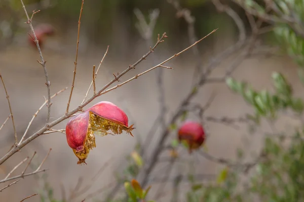 olgunlaşmış nar bir dalda asılı açıldı