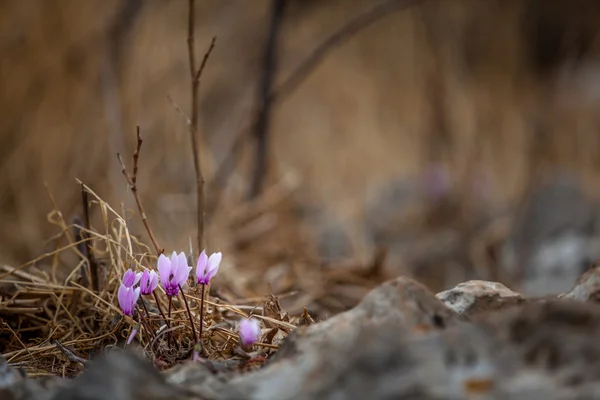 narin çiçeğin taş tatili