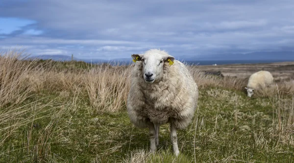 Ovelhas em pé na grama — Fotografia de Stock