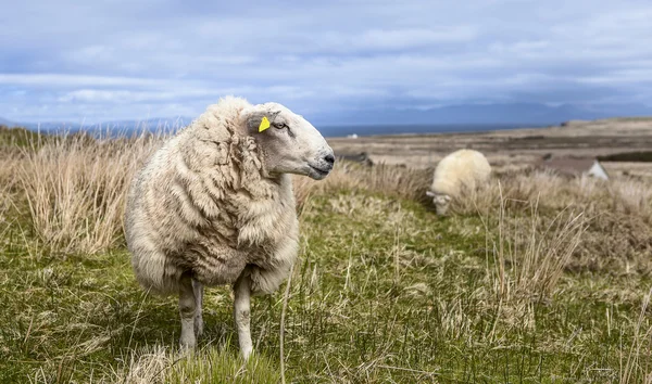 Koyun ayakta çimenlerin üzerinde
