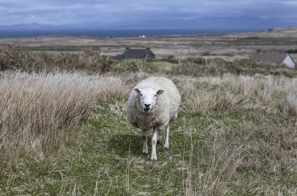 Sheep walking along a footpath