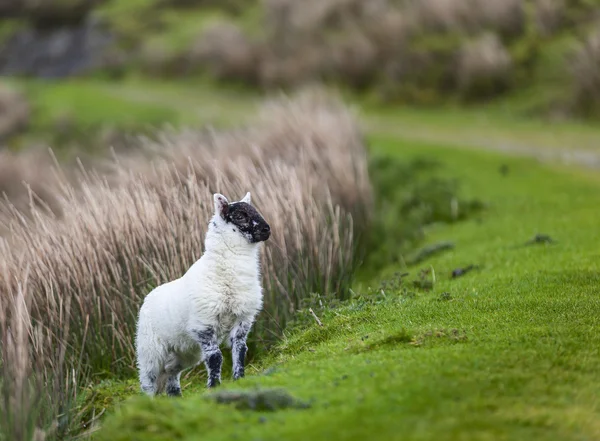 lamb stands on the grass
