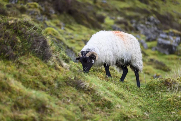 Ram nibbling grass — 图库照片