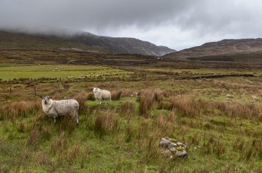 Koyunlar dağlarda otlar.