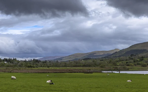 Koyunlar dağlarda otlar.