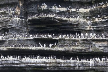 kuşlar Moher, İrlanda uçurumlarda oturmak