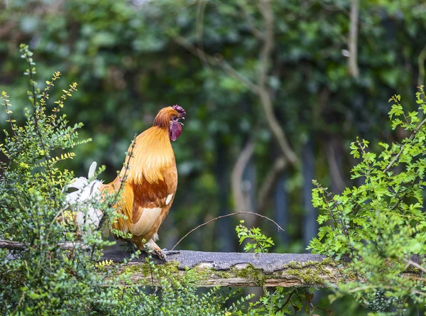 the screaming rooster standing on a fence