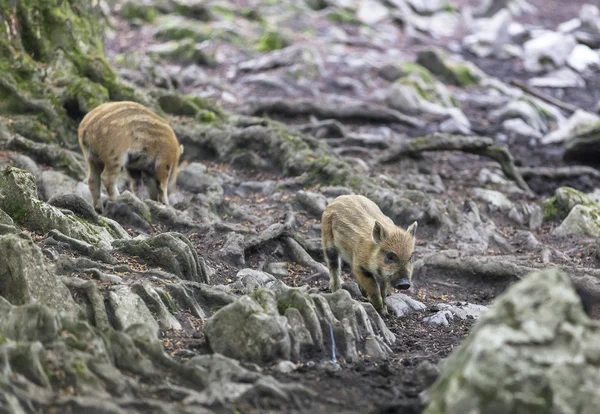 yaban domuzu arama Ağaç kökleri yemek