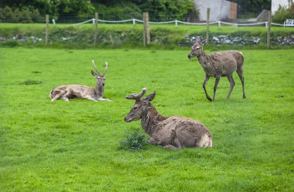 geyik yeşil çimenlerin üzerine otlatmak