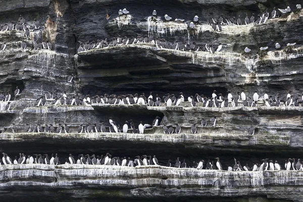 kuşlar Moher, İrlanda uçurumlarda oturmak