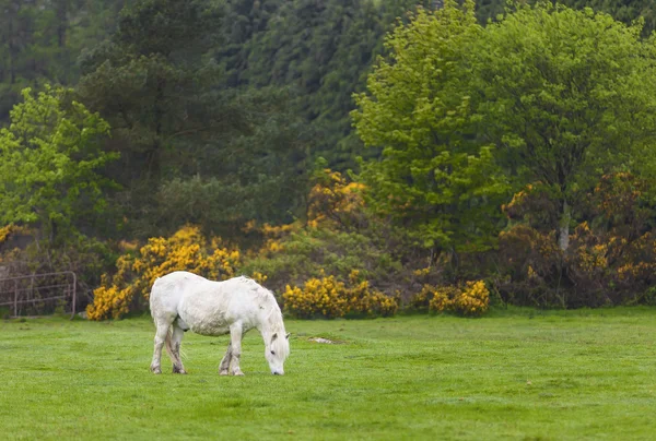 Beyaz yeşil çimenlerin üzerinde otlatma at