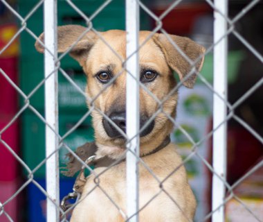 Demir ızgaranın arkasında tasması olan kırmızı bir köpeğin yüzü.
