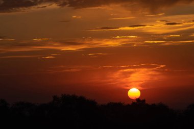 The sun illuminates the clouds on the horizon. In the foreground, silhouettes of trees are out of focus