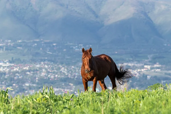 Brązowy Koń Stoi Polu Zjada Kawałek Trawy Tle Miasta Wzgórz — Zdjęcie stockowe