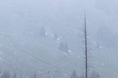 Dağlarda yoğun kar var. Çerçevenin sağ tarafında. Kuru bir ladin tepesinde. Bir dağ yamacının arka planında