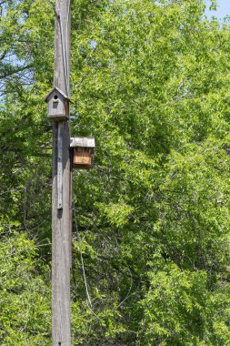 İki eski ahşap kuş evi bir direğe asılmış. Yeşil yapraklı ağaç dallarının arka planında