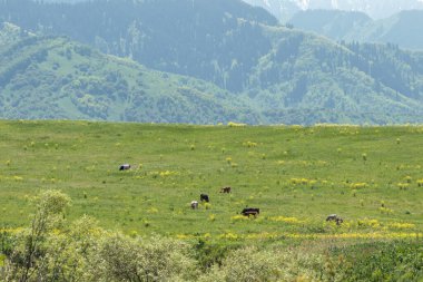 İnekler dağlarda yeşil otlarla büyük bir çayırda otlarlar. Dağların yamaçlarına karşı.