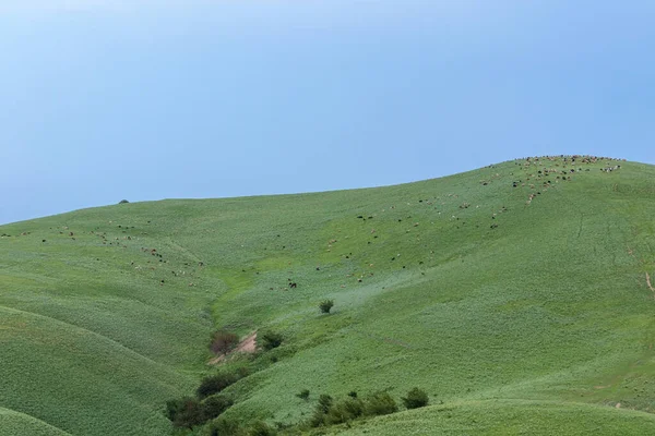 Duże Stado Owiec Stokach Szczyt Zielonych Wzgórz Górach Pod Błękitnym — Zdjęcie stockowe