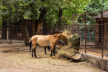 Przewalski 'nin atları otlakta saman yiyor. Esaret altında yaşam