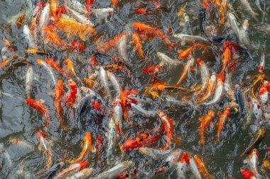 Birçok renkli koi sazanı gölette yüzer. Süslü balık.