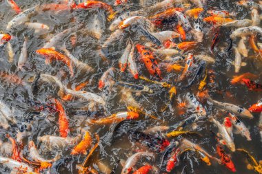 Birçok brokar sazan gölette yüzer. Süslü balık.