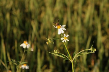 Sabahları arılar nektar emiyor.
