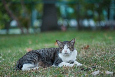 İki renk şirin kedi, yeşil gözler ve pembe burun, bahçedeki şirin kedi.