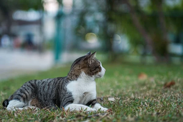 两只可爱的猫 绿色的眼睛和粉红的鼻子 花园里的一只可爱的猫 — 图库照片