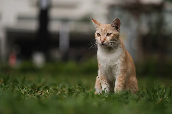 Egy Narancssárga Macska Keres Valamit Kertben — Stock Fotó