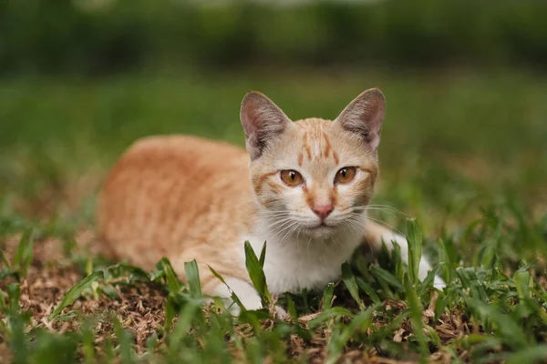 Egy Narancssárga Macska Keres Valamit Kertben — Stock Fotó