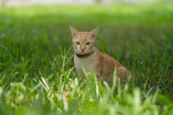 一只猫在花园里找东西 — 图库照片